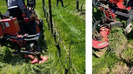Mechanical Weed Control Under the Vine